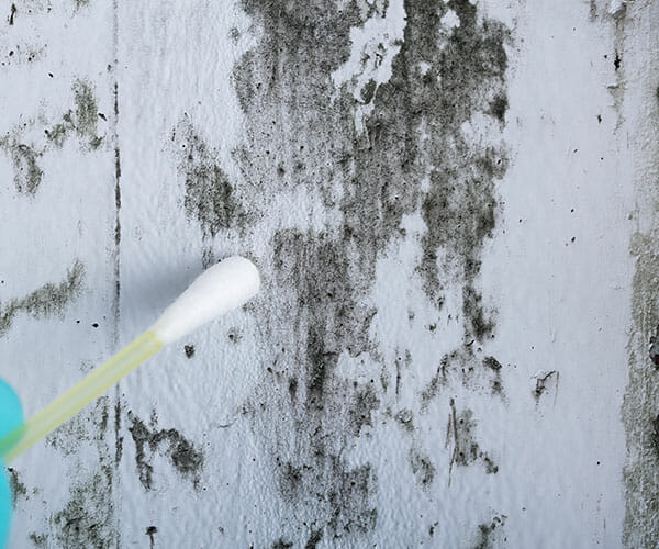Mold Remediation in Capshaw AL
